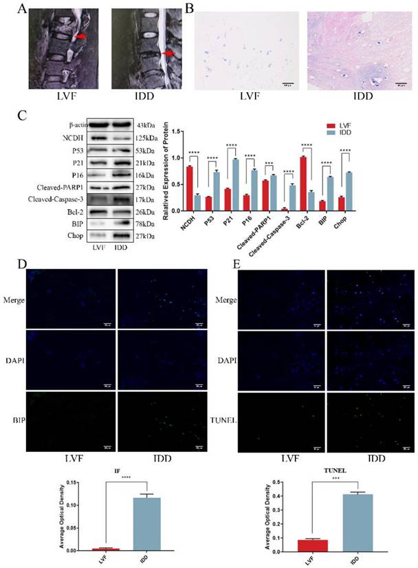 Int J Med Sci Image