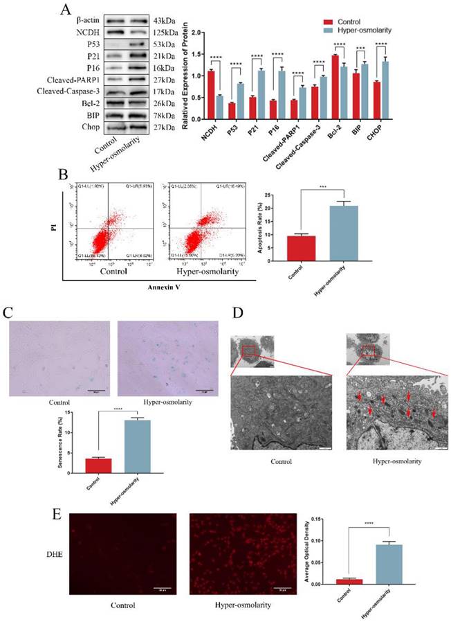 Int J Med Sci Image