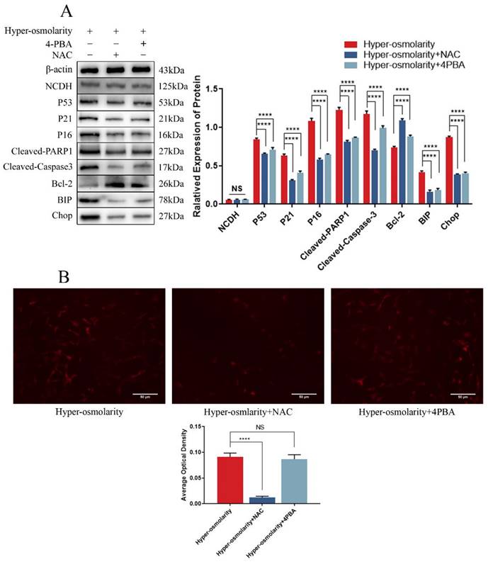 Int J Med Sci Image