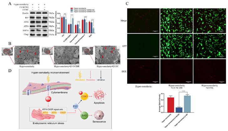 Int J Med Sci Image