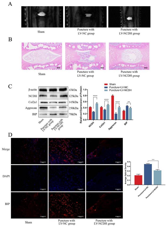 Int J Med Sci Image