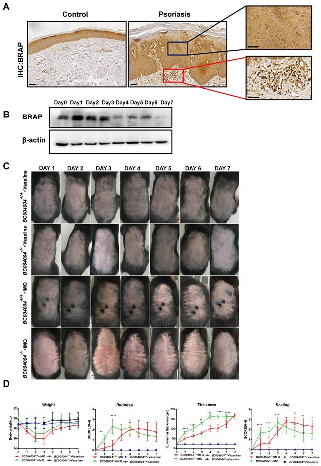 Int J Med Sci Image