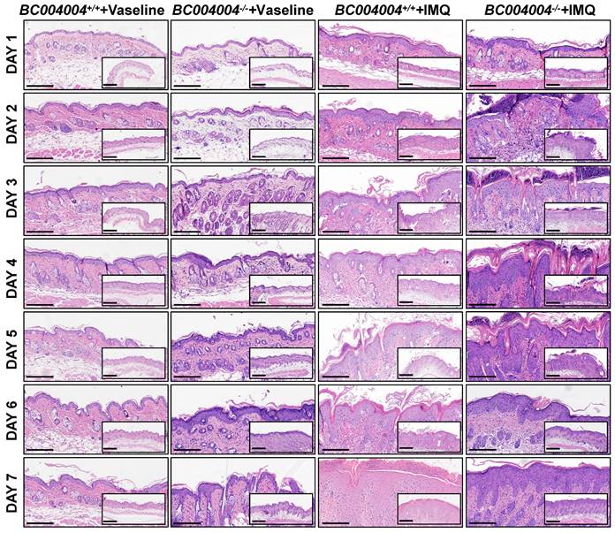 Int J Med Sci Image