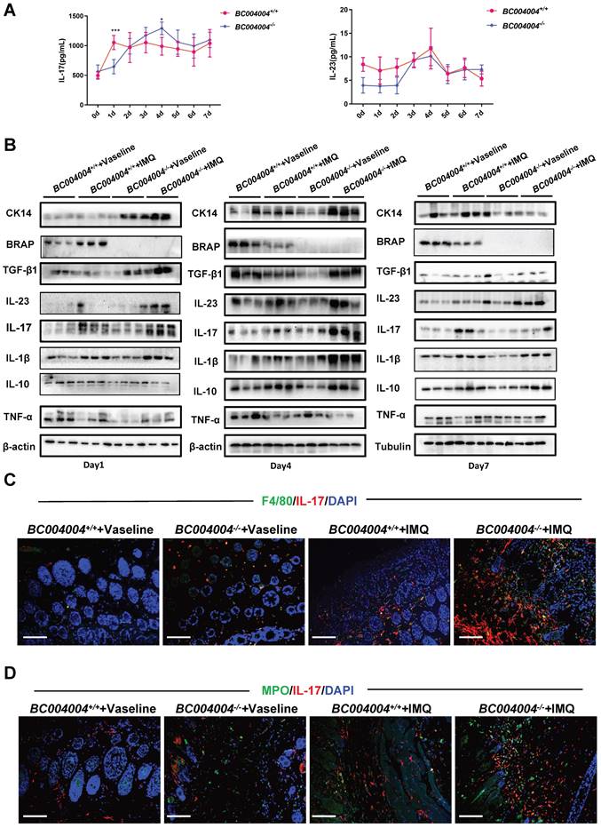 Int J Med Sci Image