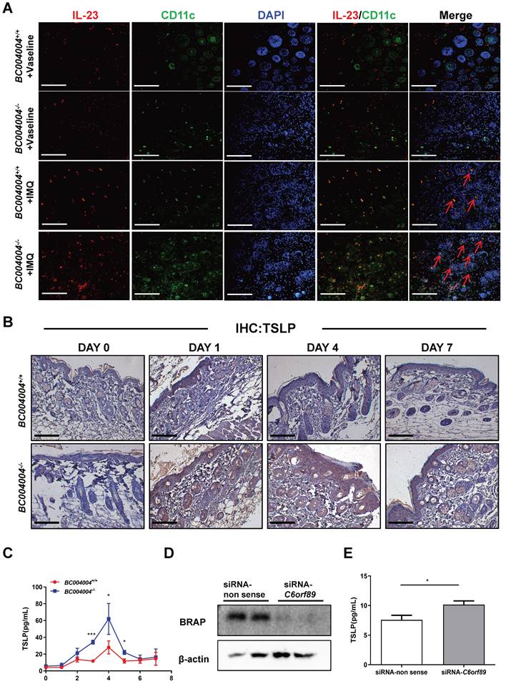 Int J Med Sci Image