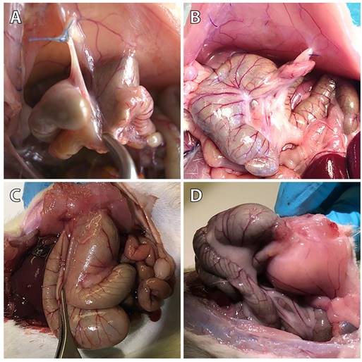 Int J Med Sci Image