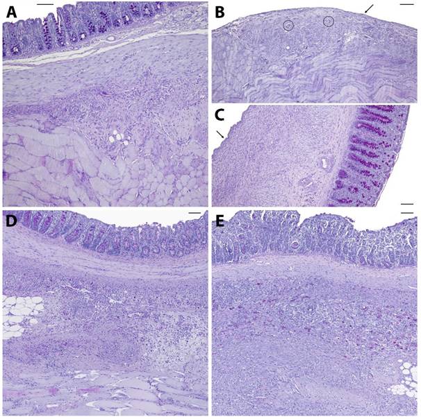 Int J Med Sci Image