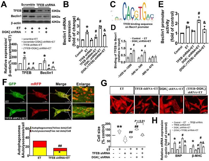 Int J Med Sci Image