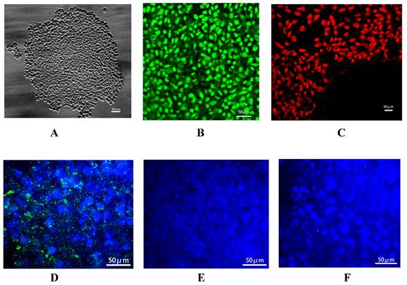 Int J Med Sci Image