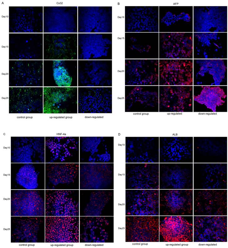 Int J Med Sci Image