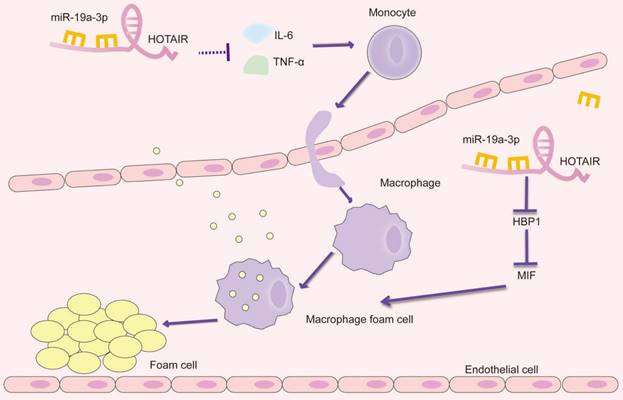 Int J Med Sci Image