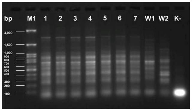 Int J Med Sci Image