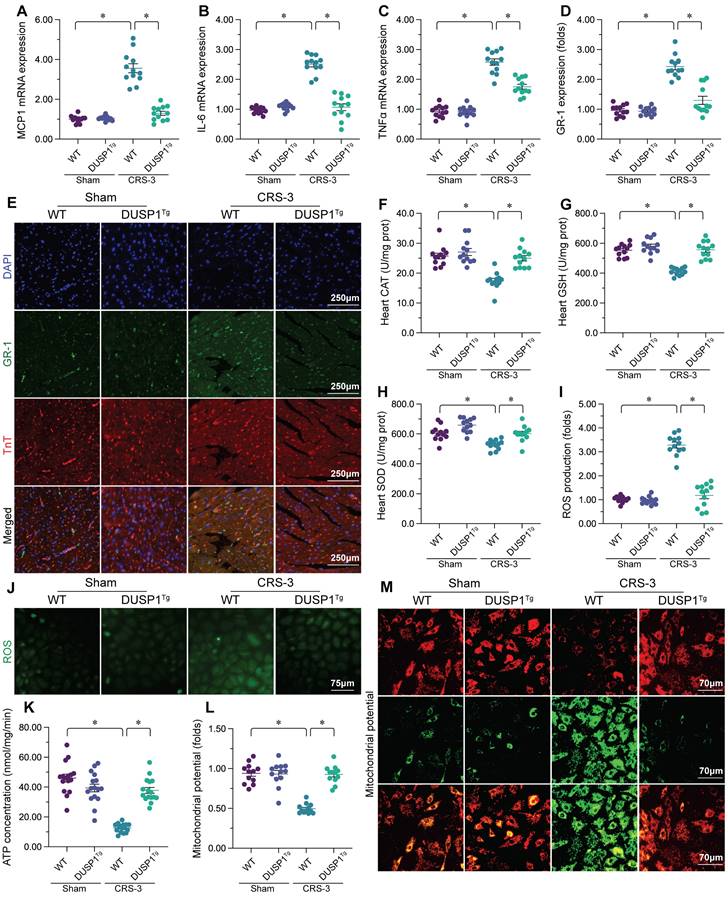 Int J Med Sci Image