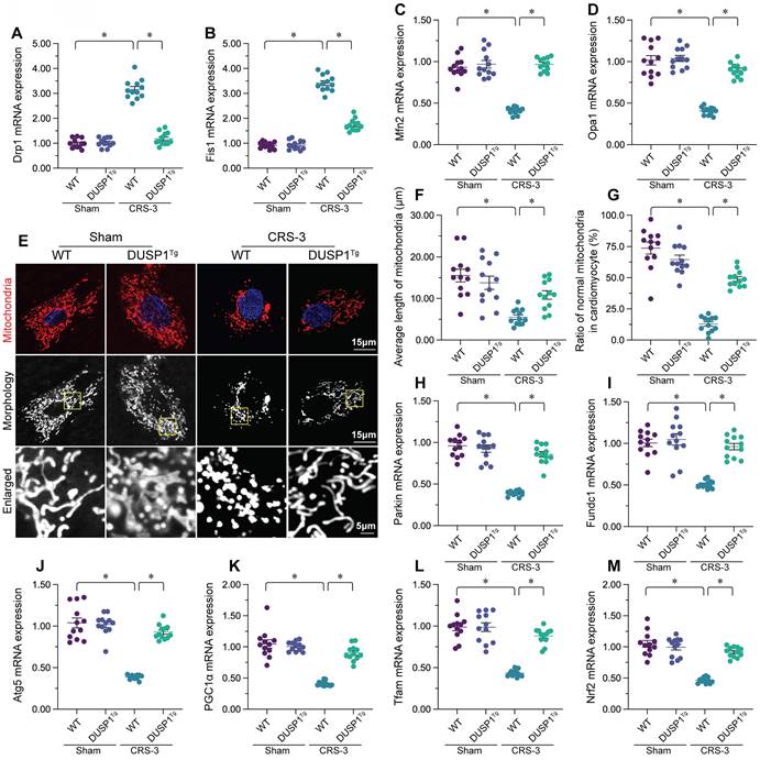 Int J Med Sci Image