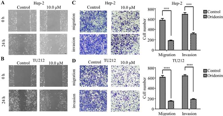 Int J Med Sci Image