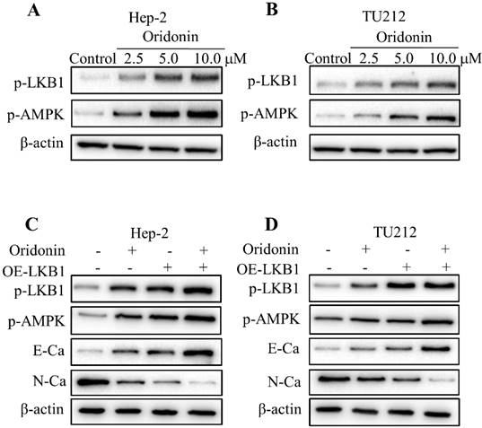 Int J Med Sci Image