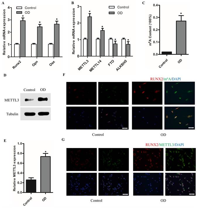 Int J Med Sci Image