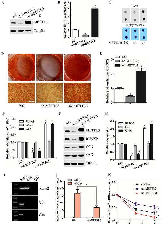 Int J Med Sci Image