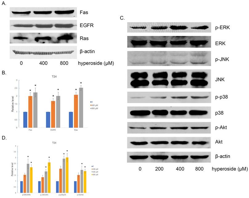 Int J Med Sci Image