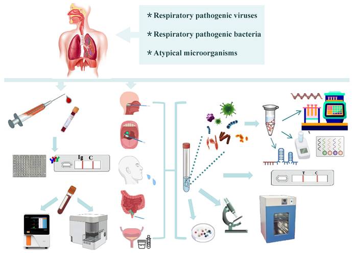 Int J Med Sci Image