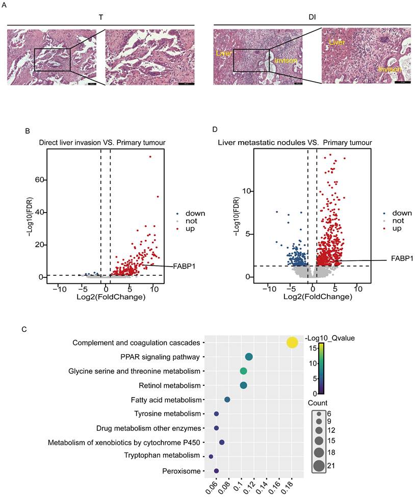 Int J Med Sci Image