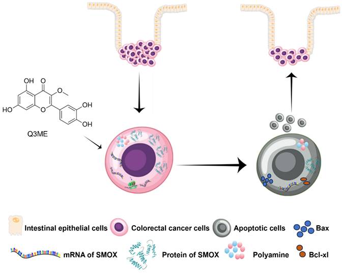 Int J Med Sci Image