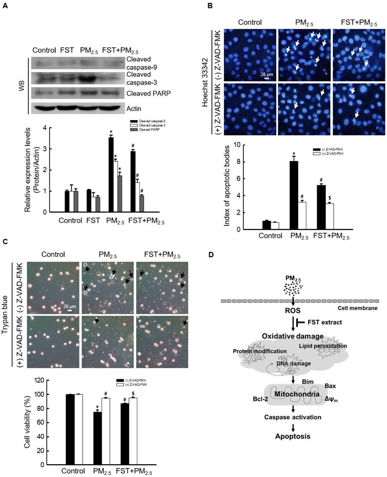 Int J Med Sci Image