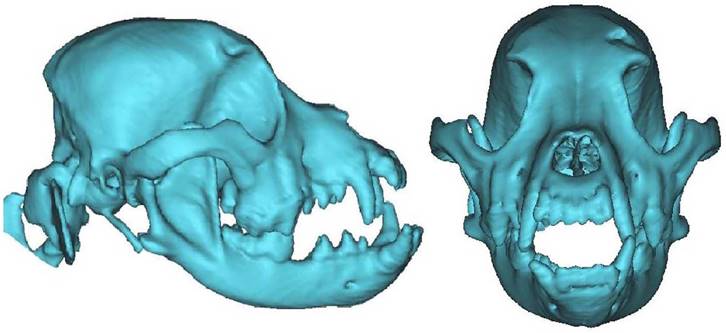 Int J Med Sci Image