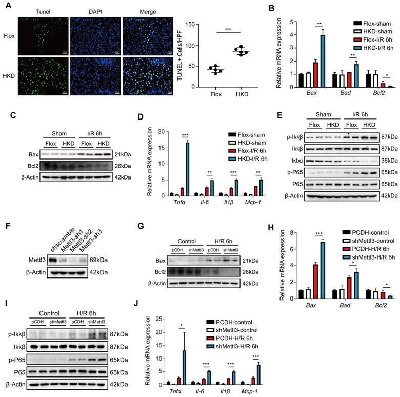 Int J Med Sci Image