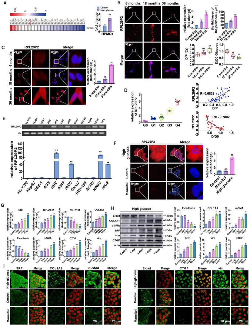 Int J Med Sci Image