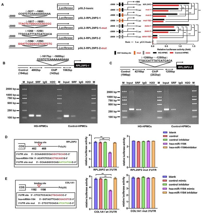 Int J Med Sci Image