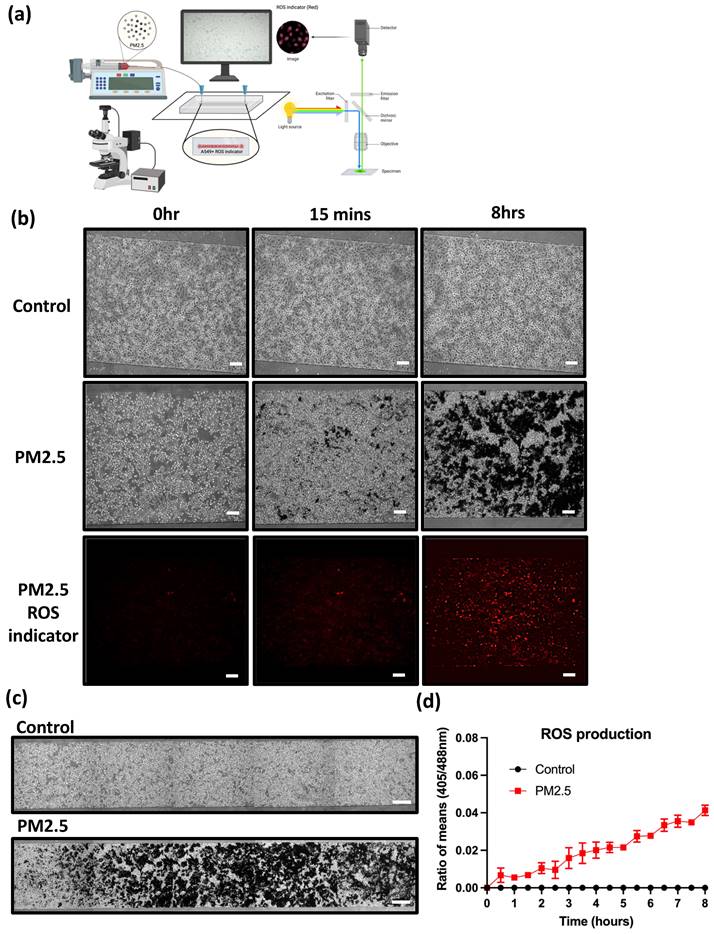 Int J Med Sci Image