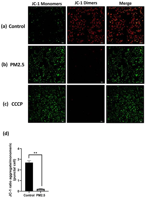 Int J Med Sci Image