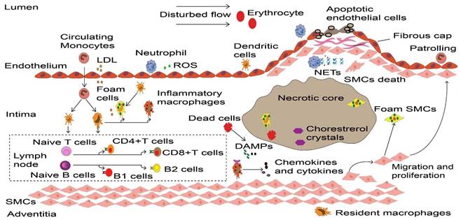 Int J Med Sci Image