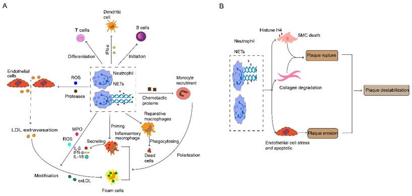 Int J Med Sci Image