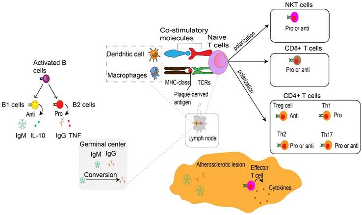 Int J Med Sci Image