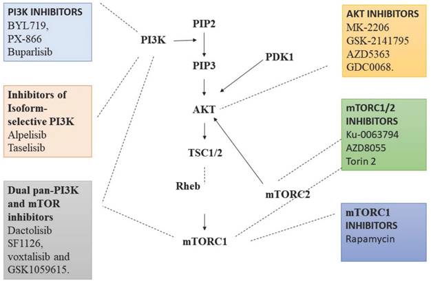 Int J Med Sci Image