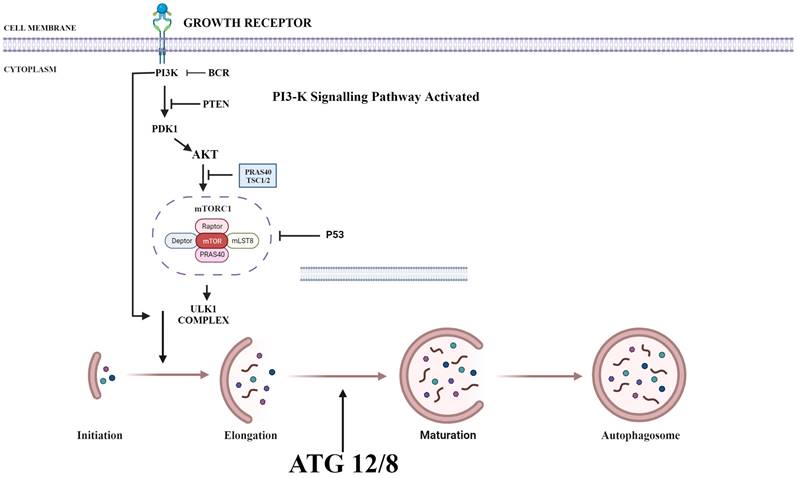 Int J Med Sci Image