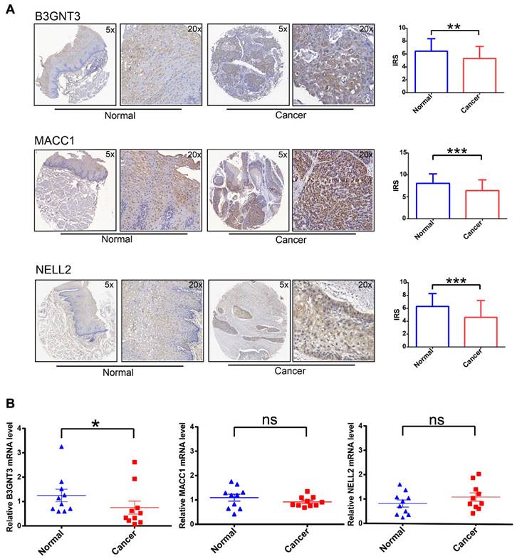 Int J Med Sci Image