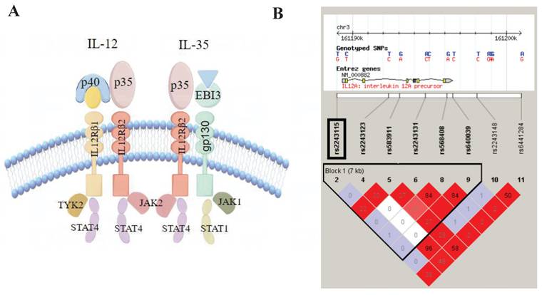 Int J Med Sci Image
