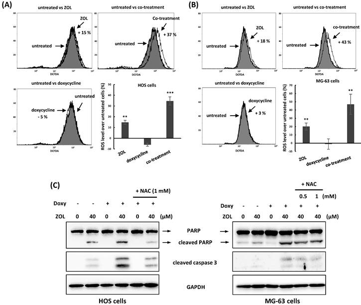 Int J Med Sci Image