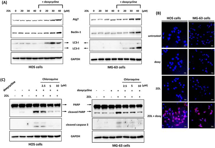 Int J Med Sci Image
