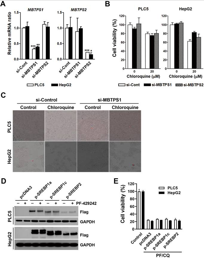 Int J Med Sci Image