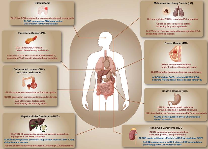 Int J Med Sci Image