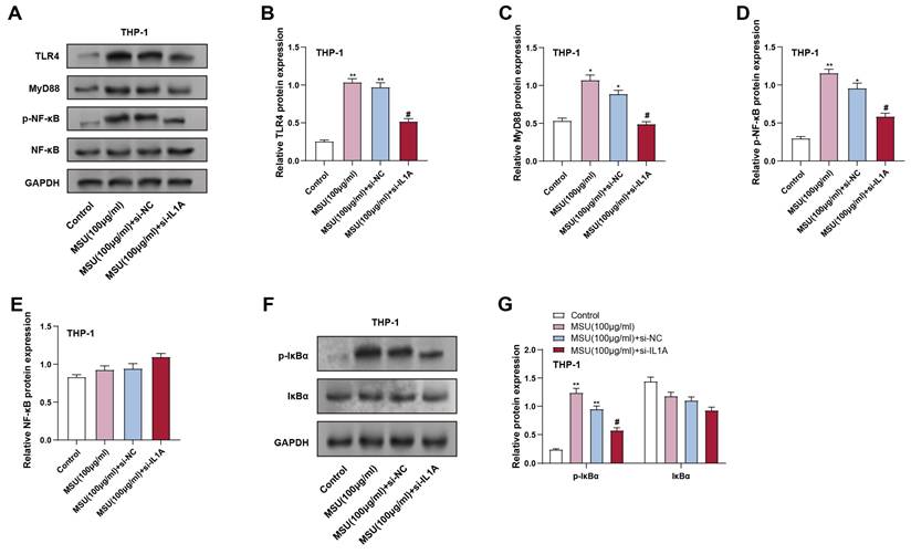 Int J Med Sci Image