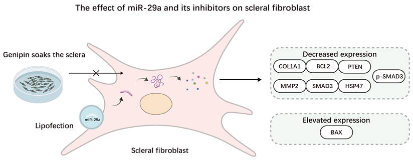 Int J Med Sci Image