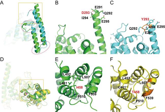 Int J Med Sci Image