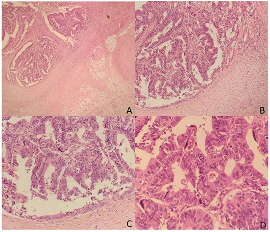 Int J Med Sci Image