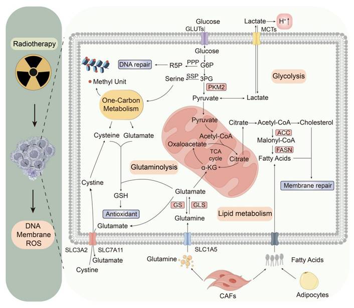 Int J Med Sci Image