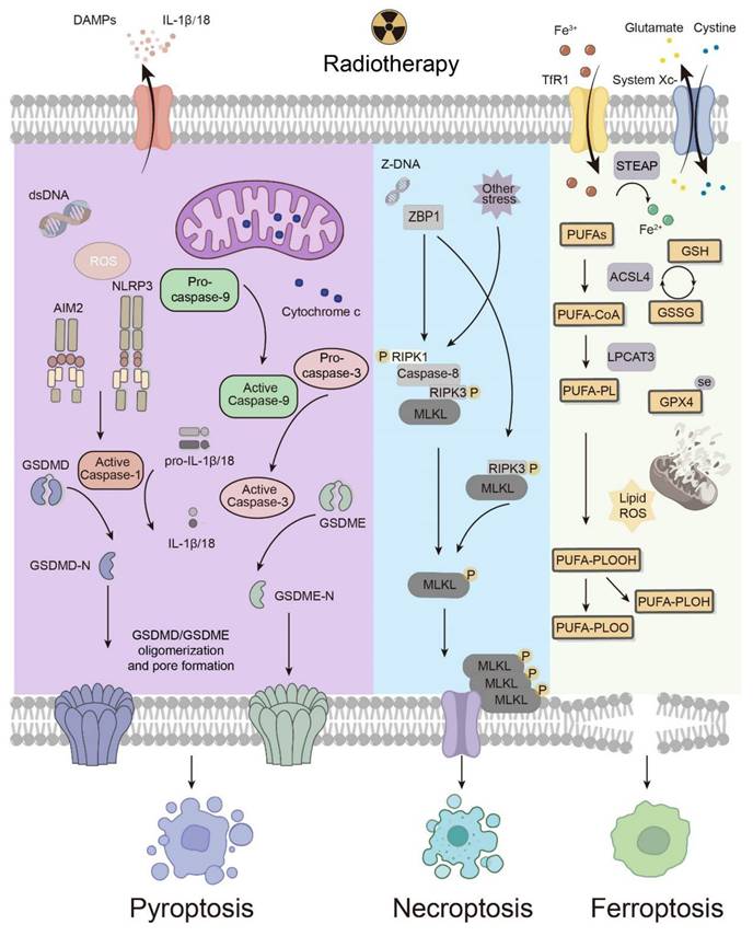 Int J Med Sci Image